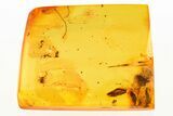 Detailed Fossil Pseudoscorpion (Geogarypidae) In Baltic Amber #284582-1